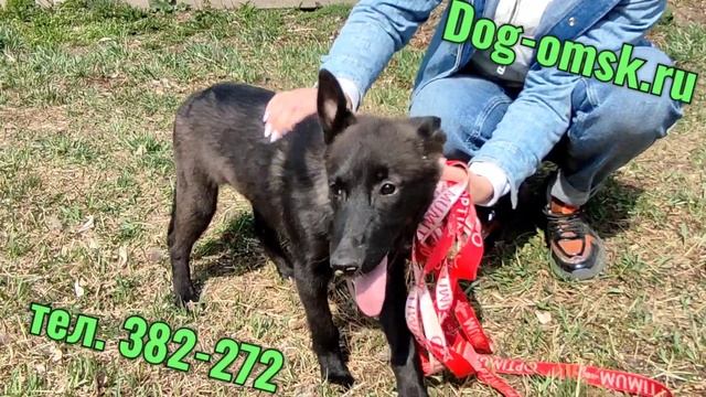 Знакомьтесь - МЕЛОДИ смотреть онлайн