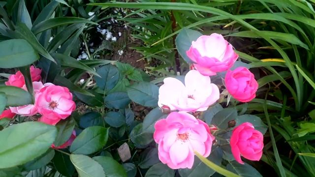 Нью Джерси Первое цветение роз первогодок. Луи Франсья, Ангела, Букаву, Динки, Орфей смотреть онлайн