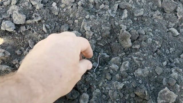 Ротационная борона по кукурузе. смотреть онлайн