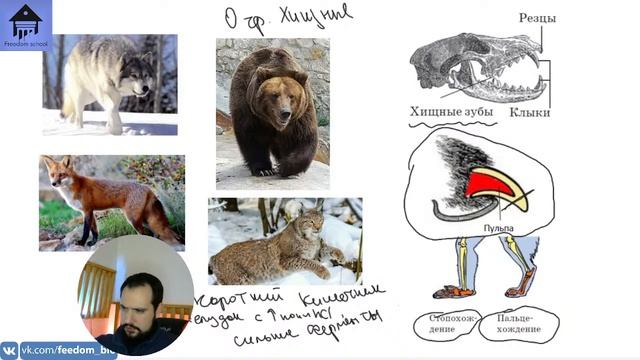 Отряды Млекопитающих. Стрим. |ЕГЭ БИОЛОГИЯ|Freedom| смотреть онлайн