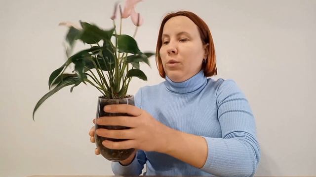 ПЯТНА на ЛИСТЬЯХ. Как выглядит ЗАЛИВ Антуриума? Что делать? смотреть онлайн