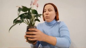 ПЯТНА на ЛИСТЬЯХ. Как выглядит ЗАЛИВ Антуриума? Что делать?