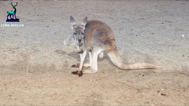 Интересные факты о кенгуру смотреть онлайн