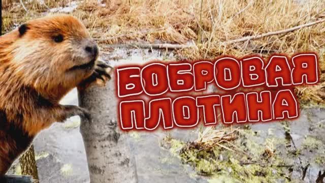 БОБРОВАЯ ПЛОТИНА смотреть онлайн