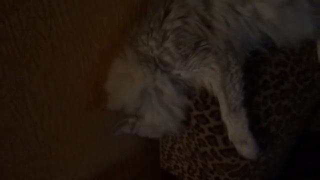 Спит мертвым сном смотреть онлайн