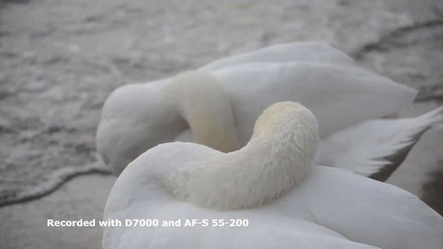 Nikon D7000 in 2023 - It's not a camera, it's MAGIC ❤ смотреть онлайн