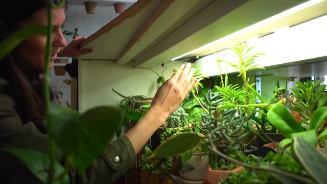 3 Ways to Increase Light In Your Home for Houseplants — Ep 165 смотреть онлайн
