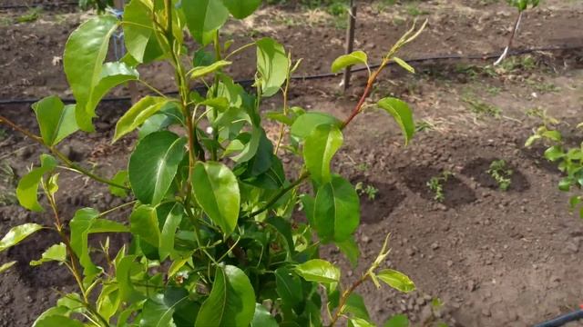 ВАЖНО ОБРАБОТАТЬ ДЕРЕВЬЯ ПОСЛЕ ЦВЕТЕНИЯ
#опрыскивание после цветения смотреть онлайн