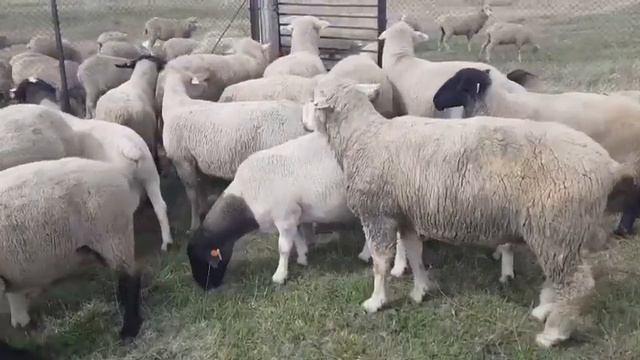 #4 Бараны производители, искусственное осеменение +7 982 000 999 4 смотреть онлайн