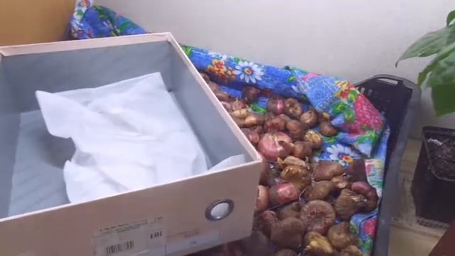 Как хранить луковицы гладиолусов смотреть онлайн