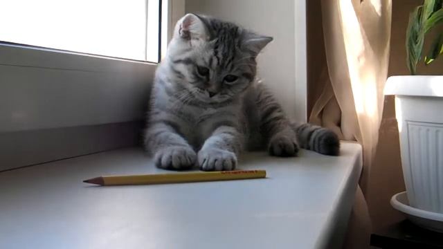 Британский котик вискас из Набережных Челнов смотреть онлайн