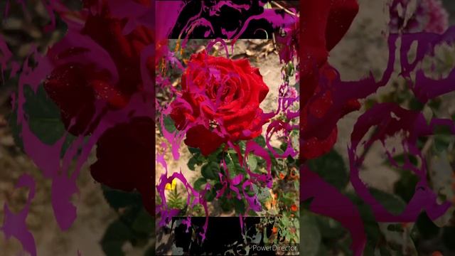 Home grown dahlia , gladiolus, rose and different flowers смотреть онлайн