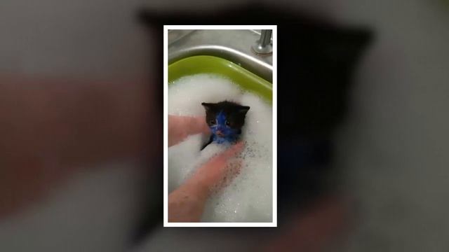 ★ ИЗДЕВАТЕЛЬСТВО НАД КОТЯТАМИ ◄ ШРЕК VS СМУРФ ►