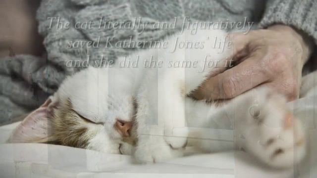 Xulon Press book Foster Cat Foster Kid | Katherine Jones смотреть онлайн