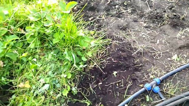 Дачные будни. Посадка и пересадка. Астильба. смотреть онлайн