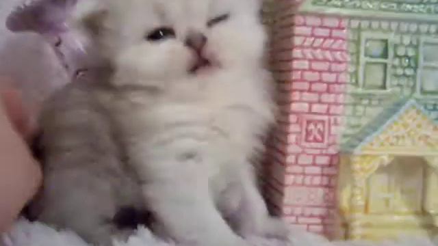 Persian Kittens For Sale - Honey Pie - Female Shaded Silver Kitten From Daphne's Dolls Cattery