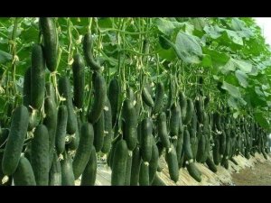 ВЫРАЩИВАНИЕ САМЫХ РАННИХ ОГУРЦОВ - ПРОВЕРЕННЫЙ СПОСОБ ПОСАДКИ! ОБЯЗАТЕЛЬНО ПОПРОБУЙ!