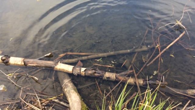 ЛОВЛЯ КАРАСЯ НА МОРМИШКУ\МОРМЫШИНГ смотреть онлайн