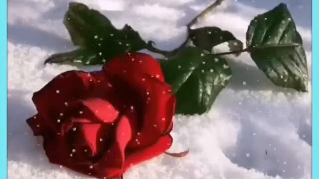 ,,РОЗА НА СНЕГУ"--ИСП. АНЖЕЛИКА АГУРБАШ. НУ ОЧЕНЬ КРАСИВАЯ ПЕСНЯ !!! смотреть онлайн