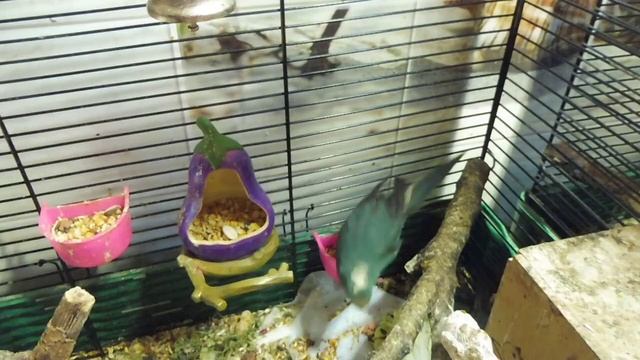 #КАКАРИКИ Лера и Валера ПОЖЕНИЛИСЬ / Киви высиживает 4 яйца от Кокоса / Новозеландский #попугай смотреть онлайн