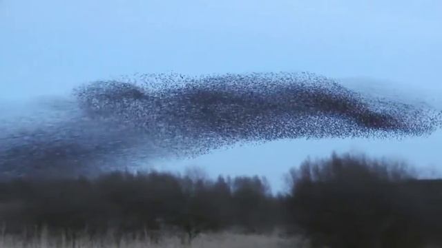 Starling Murmuration at Middleton Moor, Derbyshire смотреть онлайн