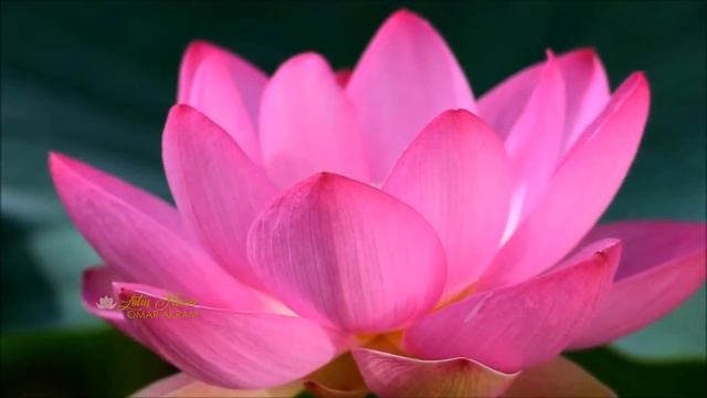 LOTUS FLOWER - Omar Akram