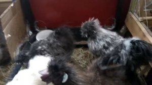 Китайская шелковая курица