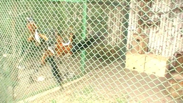 г.Пермь.Белки Превоста смотреть онлайн