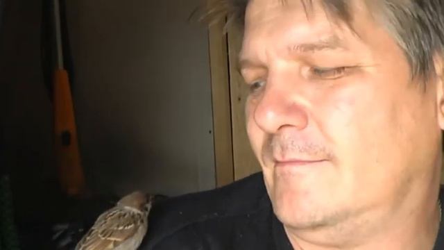 Ручной воробей (часть 6) смотреть онлайн