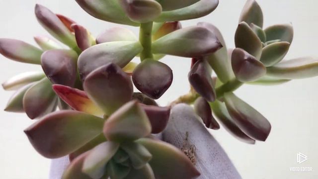 Graptoveria Gilva (Y)