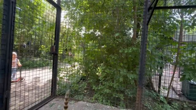 СМЕЯЛИСЬ ВСЕ! Люська схватила мое ведро и рванула вверх по вольеру! смотреть онлайн