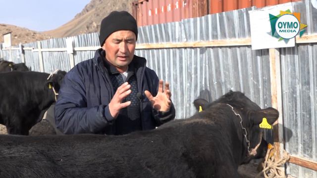 АМЕРИКАДАН АЛЫНЫП КЕЛИНГЕН БУКАЛАР смотреть онлайн