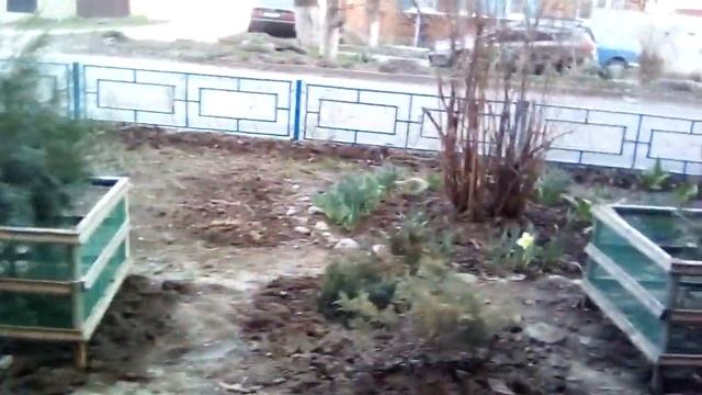 Цветение ПРИМУЛЫ , НАРЦИССОВ и продолжает цвести МОРОЗНИК - 11 марта | Цветы в Майкопе смотреть онлайн