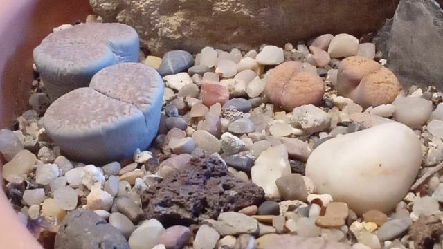 16. Lithops verruculosa y su ciclo anual (para todas las especies). смотреть онлайн