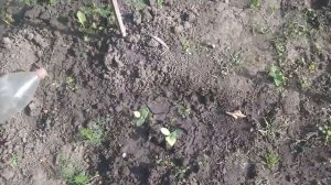 Выращивание дынь рассадой  Подкормка и высадка в грунт