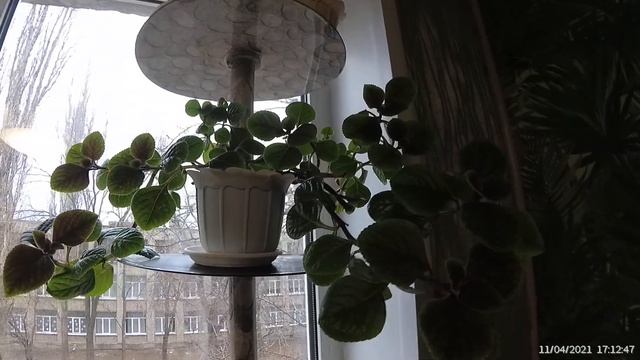 Проект размещения цветов на северо-западном окне. смотреть онлайн