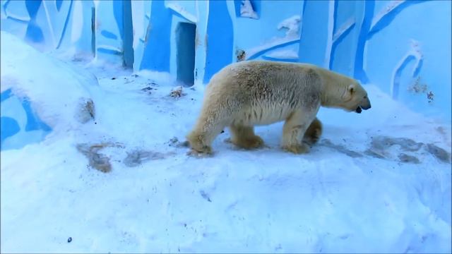 Белый медведь Кай: " Где же вода, канистры, аплодисменты? " смотреть онлайн