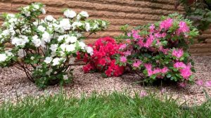 Японская АЗАЛИЯ в саду/ Цветение/ Сорта