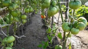 СОРТ ТОМАТА ТЯЖЕЛОВЕС СИБИРИ - ОПИСАНИЕ - ХАРАКТЕРИСТИКА СОРТА ТОМАТА ТЯЖЕЛОВЕС СИБИРИ