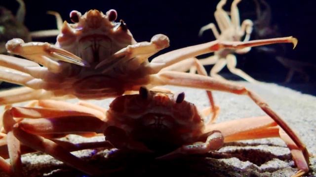 Facts: The Snow Crab смотреть онлайн