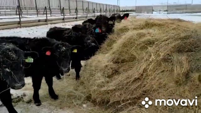 #быки#продажа абердин Ангус чистокровный август+79226186664 смотреть онлайн