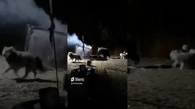 Медведь залез в мусорку #медведь смотреть онлайн