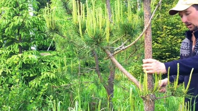 Бонсай из сосны 9 шагов. Часть 1. смотреть онлайн