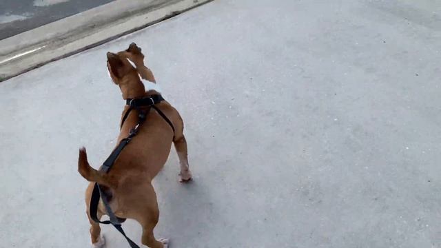 Morning walk with my stubborn bull terrier). Утренняя прогулка с моим упрямым бультерьером. смотреть онлайн