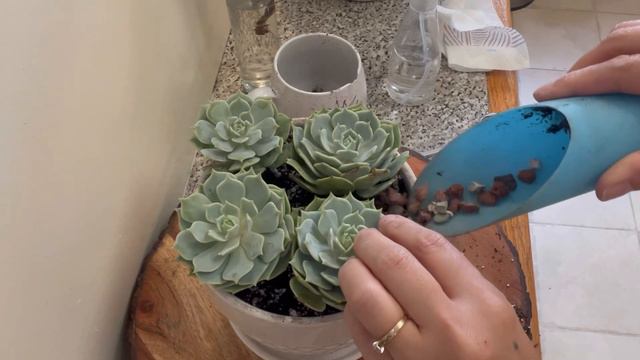 Echeveria Lola actualización y cuidados 🌸🪴#Lola#cuidados#suculentas#actualizacion смотреть онлайн