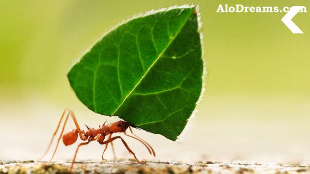 #12 Biblical Meaning of Ants in Dreams & Interpretation смотреть онлайн