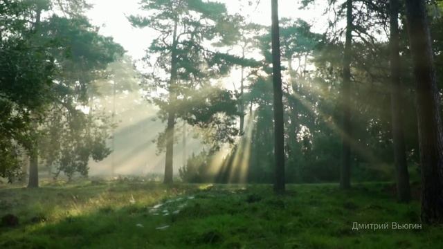 Лесная находка. Аудио рассказ смотреть онлайн