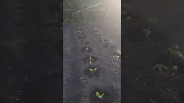 посадка томатов,уборка щавеля. смотреть онлайн