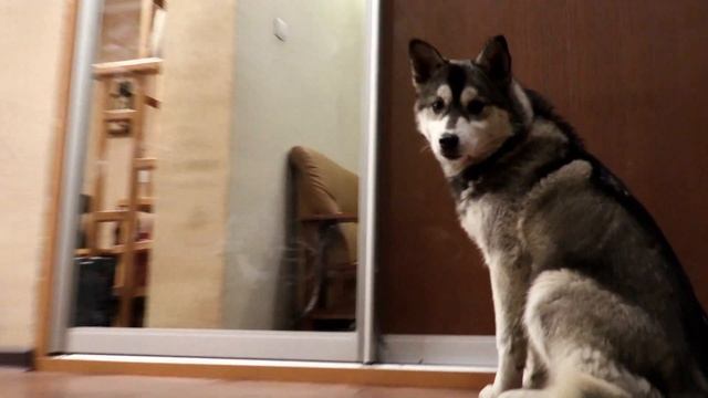 Нашли щенка ХАСКИ! ОН БУДЕТ ЖИТЬ С НАМИ!! (Маленький Зевс) Говорящая собака | Little Zeus смотреть онлайн