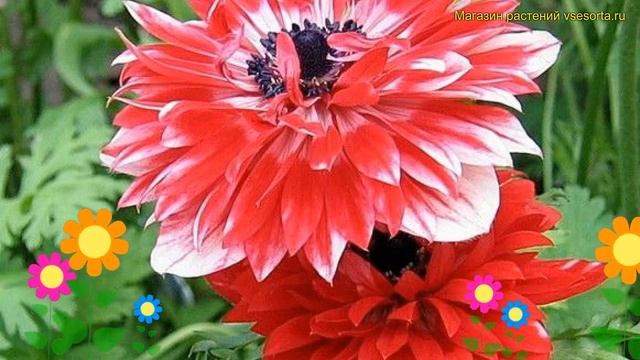 Анемона махровый зе Говарор. Краткий обзор описание характеристик где купить луковицы The Governo